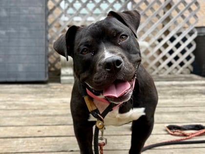 Photo of Hippo, adoptable dog in Georgetown, Texas