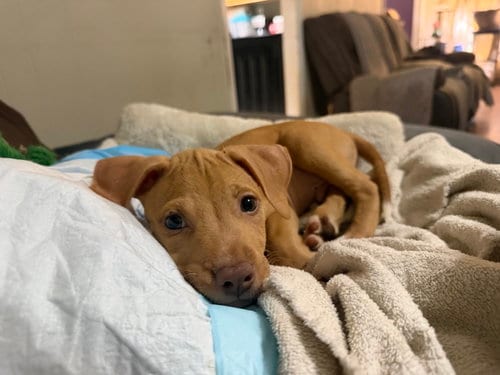 Photo of Harley, adoptable Unknown breed in Mobile, Alabama