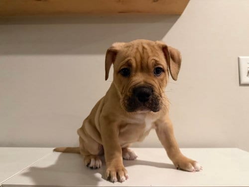 Photo of Bennet, adoptable English Bulldog in St. Louis Park, Minnesota