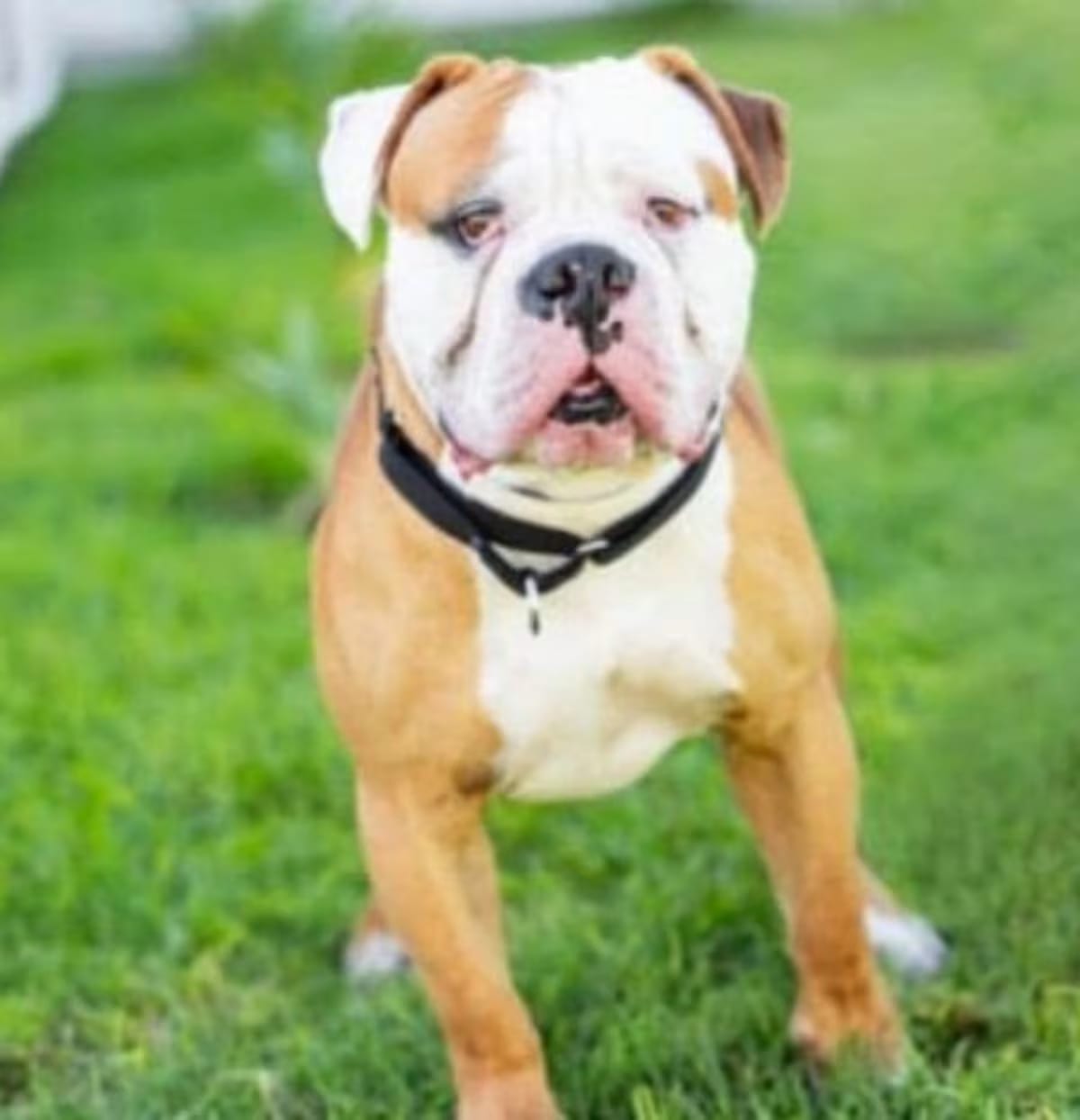 Photo of Uno, adoptable American Bulldog in Boulder, Colorado