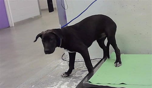 Photo of A2102612, adoptable Labrador Retriever in Houston, Texas