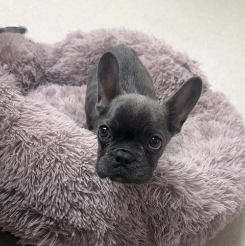 Photo of Beckham, adoptable French Bulldog in Newfield, New Jersey
