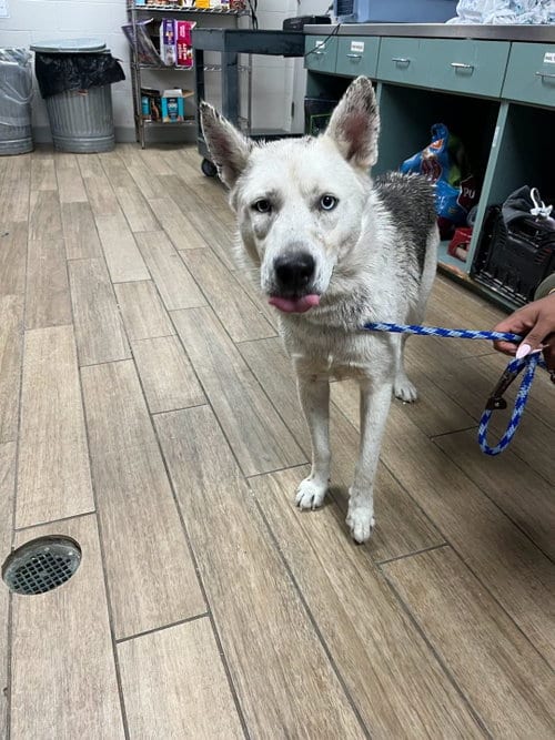 Photo of Bud, adoptable Husky in Rowlett, Texas