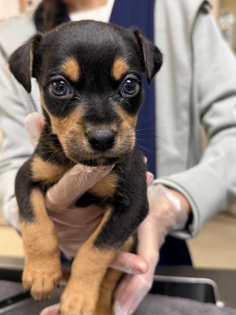 Photo of Mochi, adoptable Chihuahua in Riverside, California