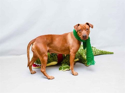 Photo of Nani, adoptable Terrier in Sanford, Florida