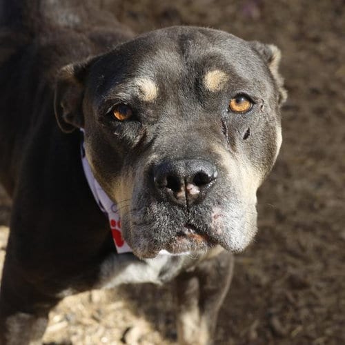 Photo of Moxie, adoptable American Staffordshire Terrier in San Antonio, Texas