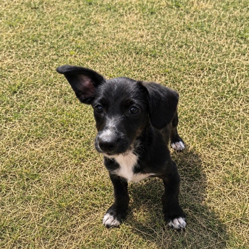 Photo of Tickle 26-08-089, adoptable Chihuahua / Dachshund in Bastrop, Texas