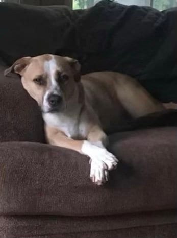 Photo of Arielle, adoptable Hound in Monkton, Maryland