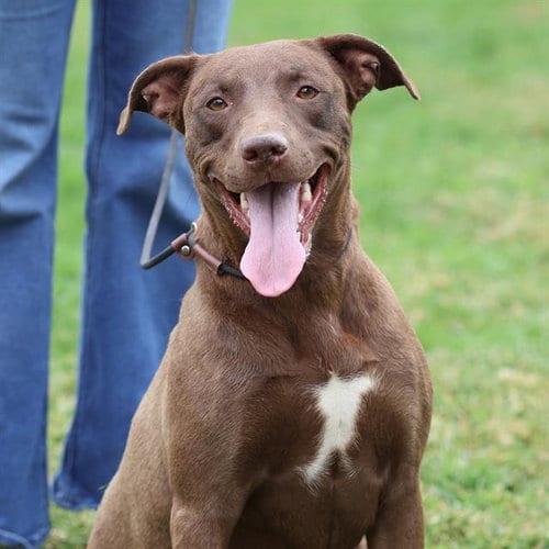 Photo of Hazel, adoptable Labrador Retriever in Modesto, California