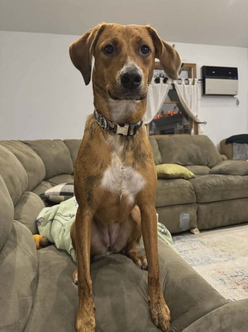 Photo of Barbie, adoptable Redbone Coonhound in Westwood, New Jersey