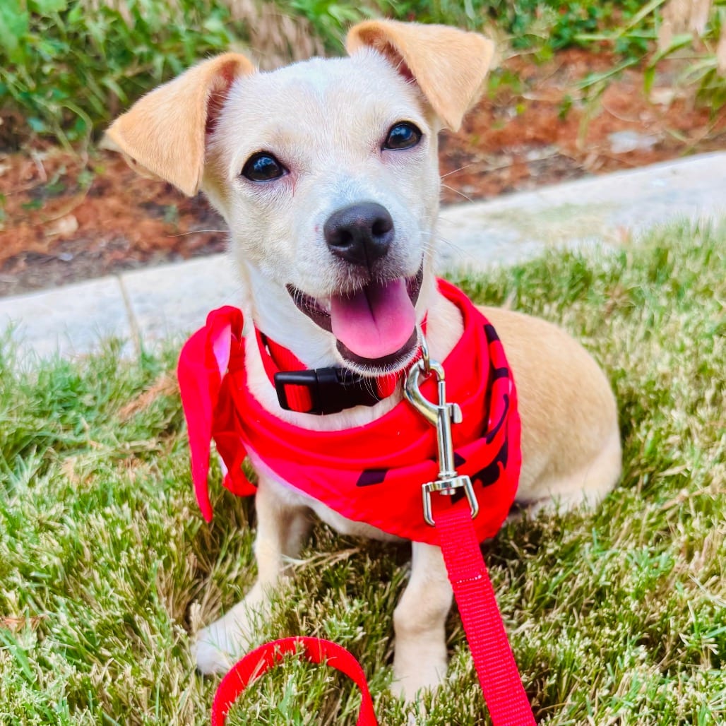 Photo of Guido 26-07-137, adoptable Chihuahua / Mixed Breed (Small) in Bastrop, Texas
