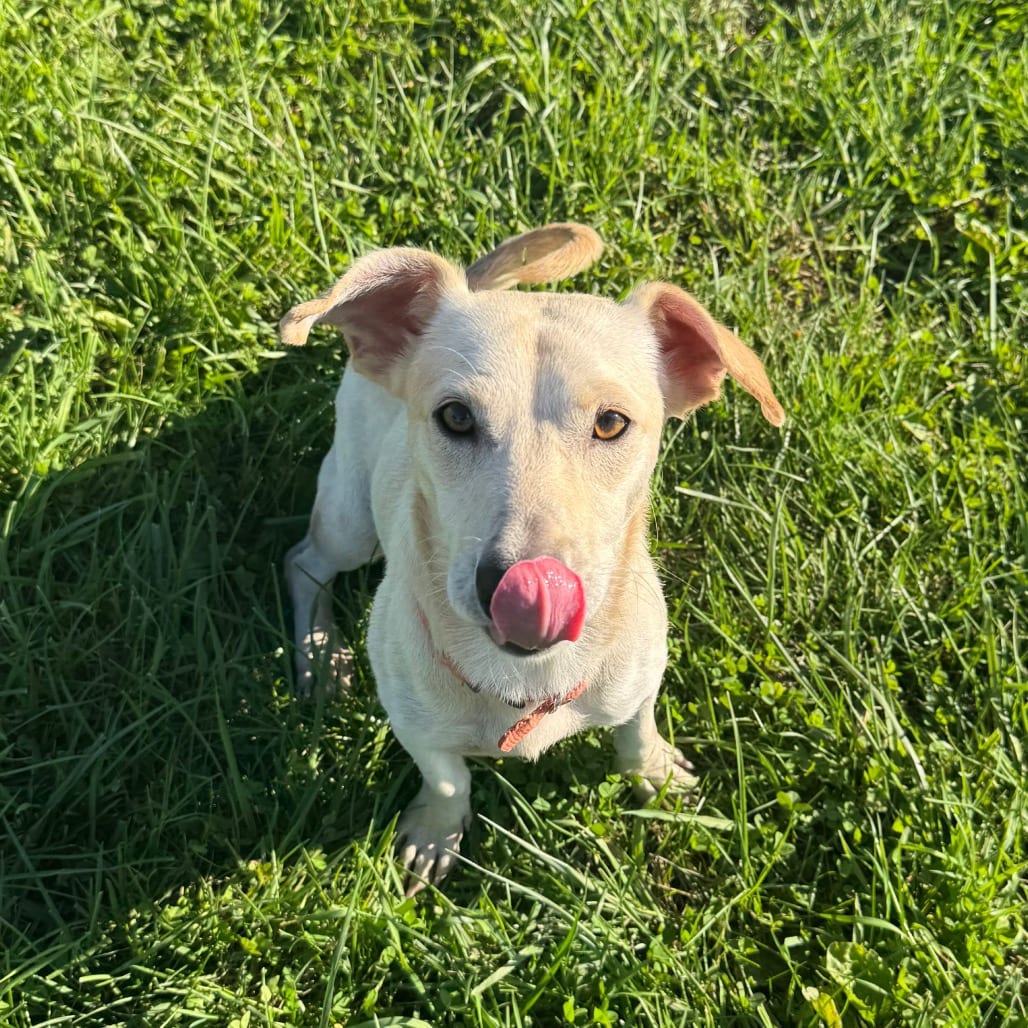 Photo of Levi, adoptable Chihuahua / Dachshund, Standard Smooth Haired in Monticello, Iowa
