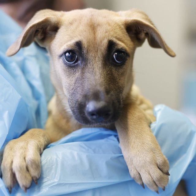 Photo of Hannah, adoptable dog in San Antonio, Texas