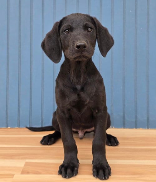Photo of Muffin, adoptable Labrador Retriever in Sedalia, Colorado