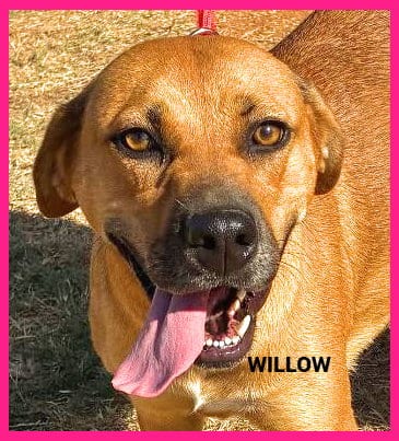 Photo of Willow, adoptable Black Mouth Cur in Granbury, Texas