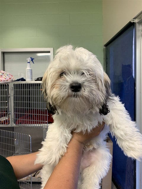 Photo of Manny, adoptable Shih Tzu in Grand Prairie, Texas