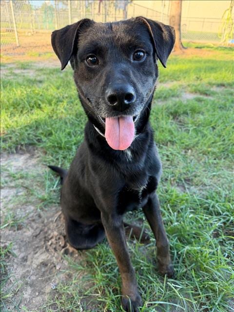 Photo of Carl, adoptable Labrador Retriever in Conroe, Texas