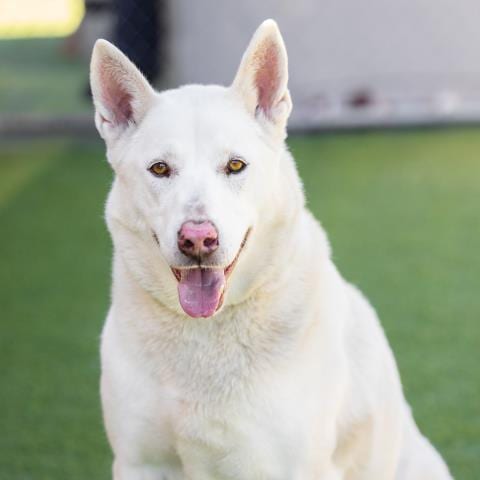 Photo of Brett, adoptable Siberian Husky in Camarillo, California