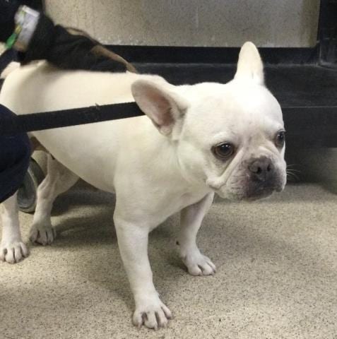 Photo of Daffodil, adoptable French Bulldog in Riverside, California