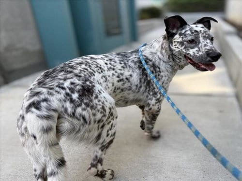 Photo of Spot, adoptable Australian Cattle Dog/Blue Heeler in Chatsworth, California