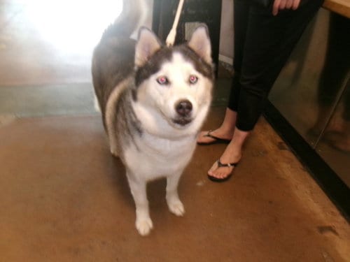 Photo of Blue, adoptable Husky in Van Nuys, California