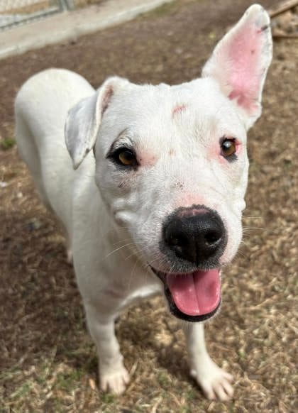 Photo of Bailey, adoptable Terrier, American Staffordshire/Mix in The Colony, Texas