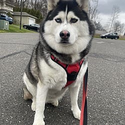 Photo of Neptune, adoptable Siberian Husky in Chicopee, Massachusetts