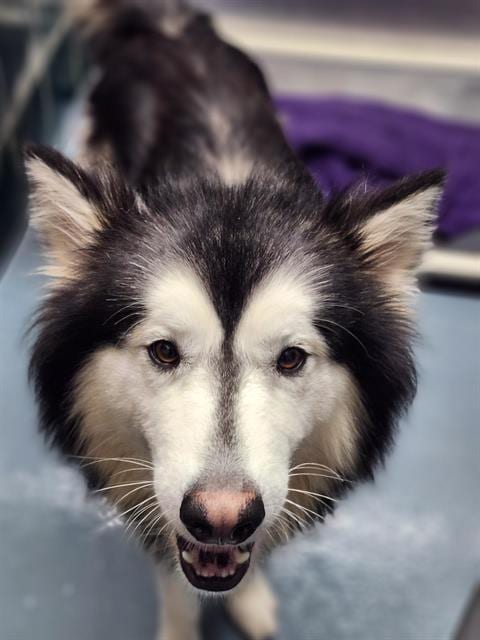 Photo of Glacier, adoptable Alaskan Malamute in Houston, Texas