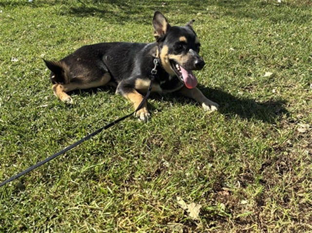 Photo of Senior German Shepherd Dog mix, adoptable German Shepherd Dog mix in Devore, California