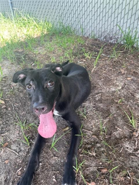Photo of A523041, adoptable Labrador Retriever in Wilmington, North Carolina