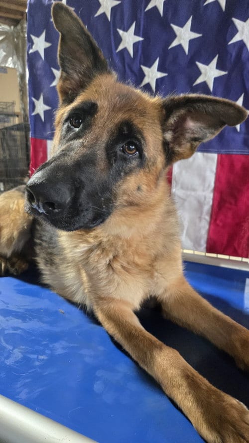 Photo of Sophie 7563, adoptable German Shepherd Dog in Centreville, Virginia