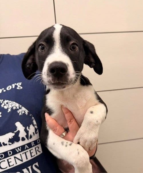 Photo of Zedd, adoptable Unknown breed in Rancho Santa Fe, California