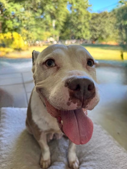 Photo of Mitzi, adoptable dog in Chamblee, Georgia