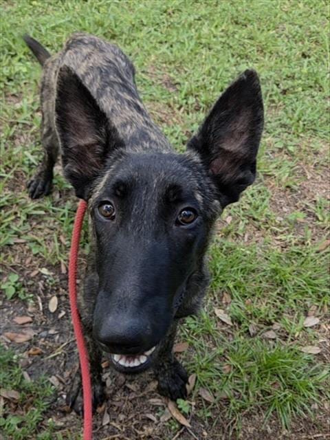 Photo of Lars, adoptable Belgian Shepherd Malinois in Fort Lauderdale, Florida