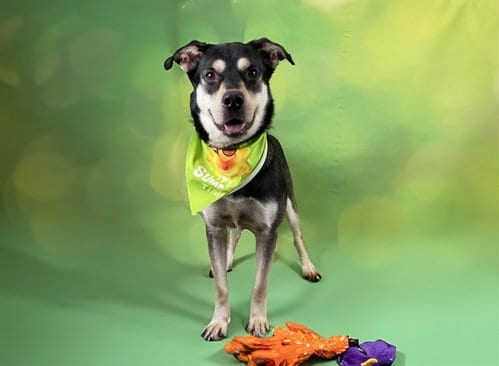 Photo of Ranger, adoptable German Shepherd Dog in Ft Lauderdale, Florida