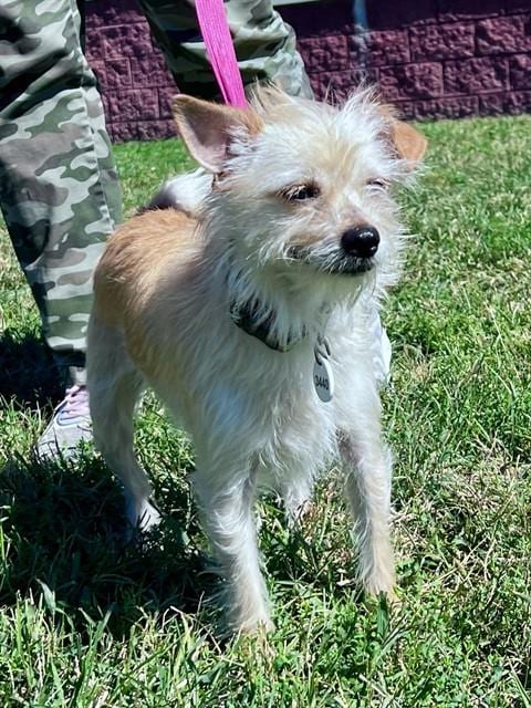 Photo of Bumblebee, adoptable Maltese in Forestville, Maryland