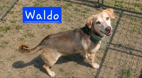 Photo of Sir Waldo, adoptable Beagle in Robbinsdale, Minnesota