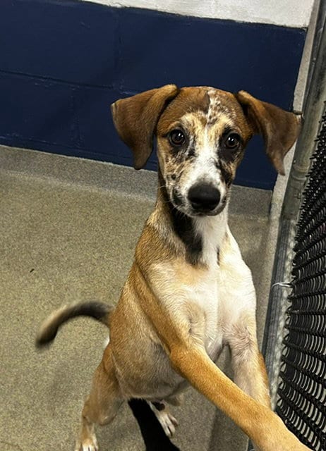 Photo of Krewe 3mo AVA 9/16, adoptable Labrador Retriever in Sterling, Massachusetts