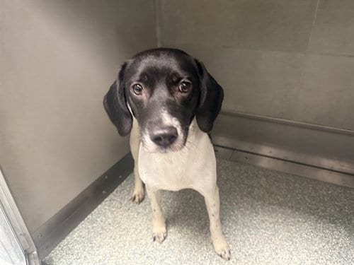 Photo of Queen, adoptable Beagle in Garland, Texas