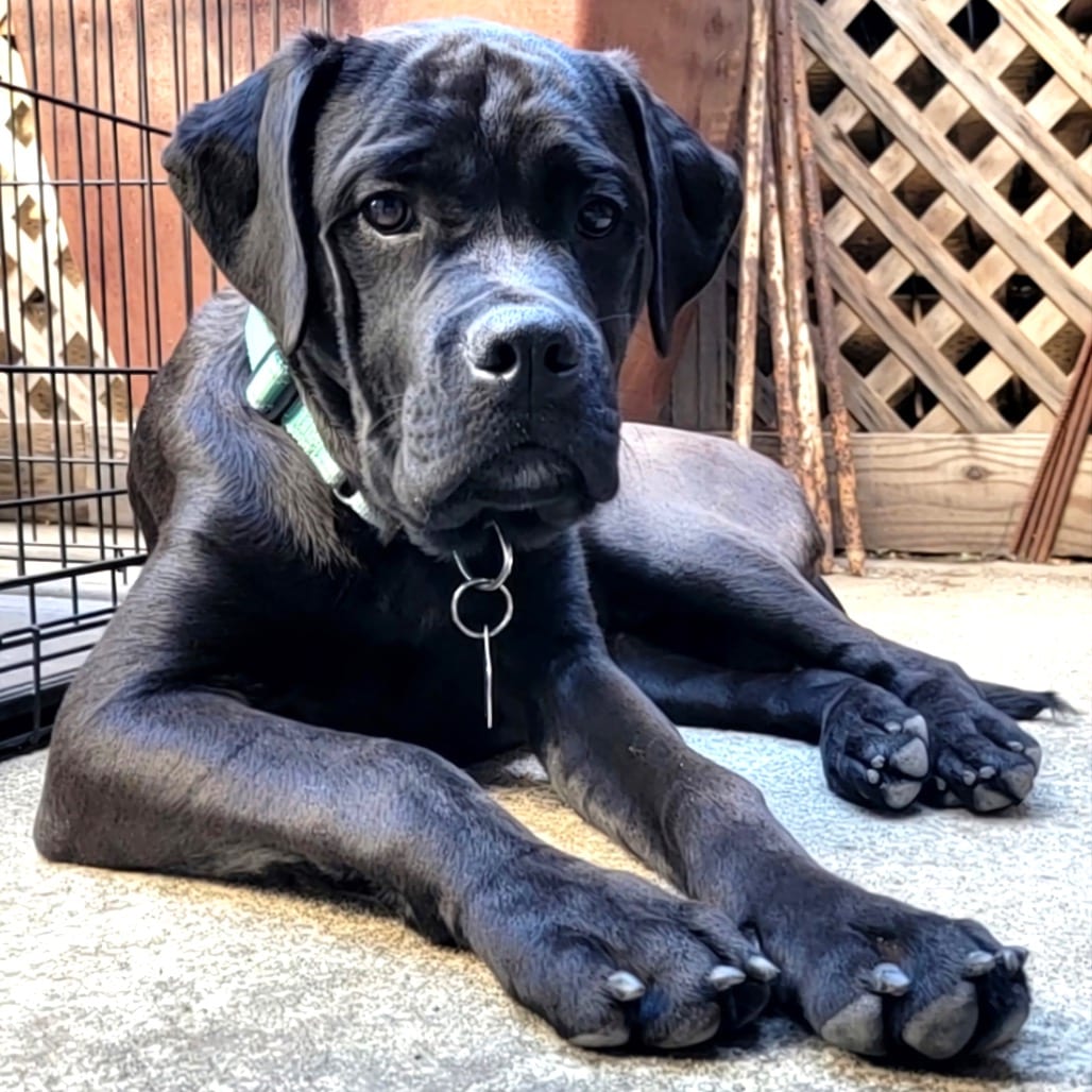Photo of Hugo, adoptable Mastiff / Mixed Breed (Large) in San Francisco, California