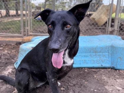 Photo of Heartley, adoptable dog in Georgetown, Texas