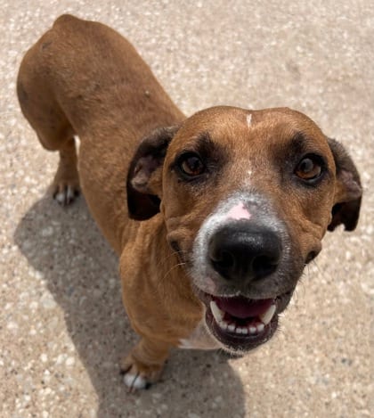 Photo of Chicken Nugget, adoptable Dachshund, Standard Smooth Haired/Terrier, American Pit Bull in The Colony, Texas