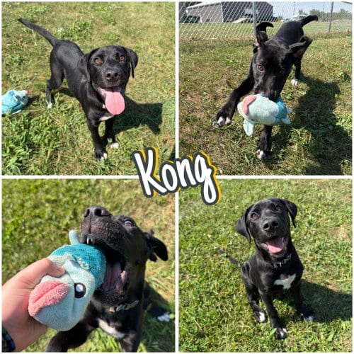 Photo of Kong, adoptable Labrador Retriever in Pierceton, Indiana