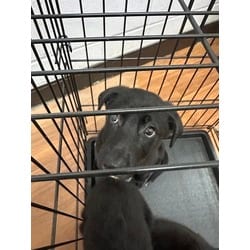Photo of Near, adoptable Mixed Breed (Medium) in Baton Rouge, Louisiana