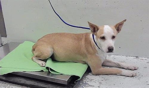 Photo of Krissy, adoptable Labrador Retriever in Houston, Texas