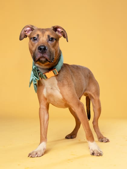 Photo of Oscar Ocelot, adoptable dog in Atlanta, Georgia