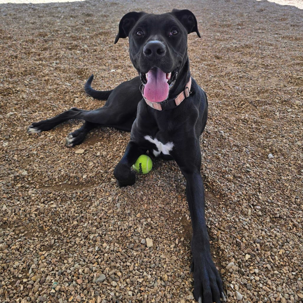 Photo of Red K17, adoptable Retriever, Black Labrador / Mixed Breed (Large) in Union, Missouri