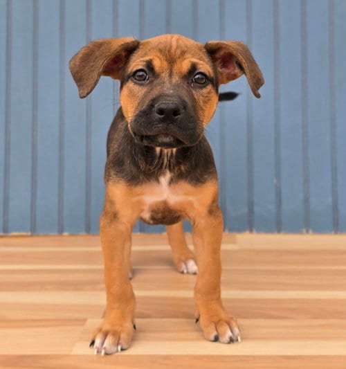Photo of Puffs, adoptable Bulldog in Sedalia, Colorado