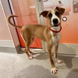 Photo of Thorton, adoptable Terrier (Unknown Type, Medium) in New York City, New York