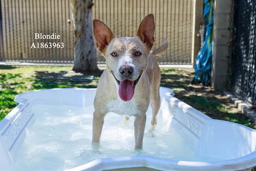 Photo of Blondie, adoptable Pit Bull Terrier in Riverside, California